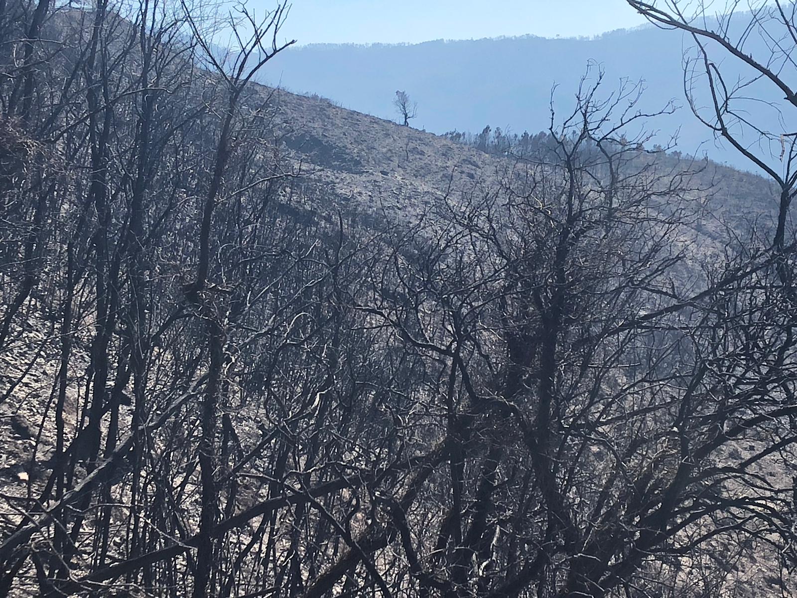 Bosco Distrutto dal Fuoco, Monte Serra 2018 - Foto di Cascina Notizie