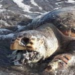 L’Ue da lo stop definitivo alle plastiche monouso