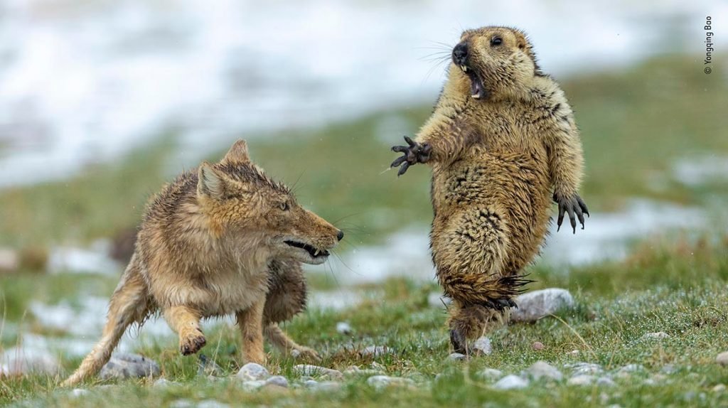 Foto di Yongqing Bao, Wildlife Photographer of the Year 2019