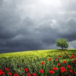 tree, poppy field, clouds