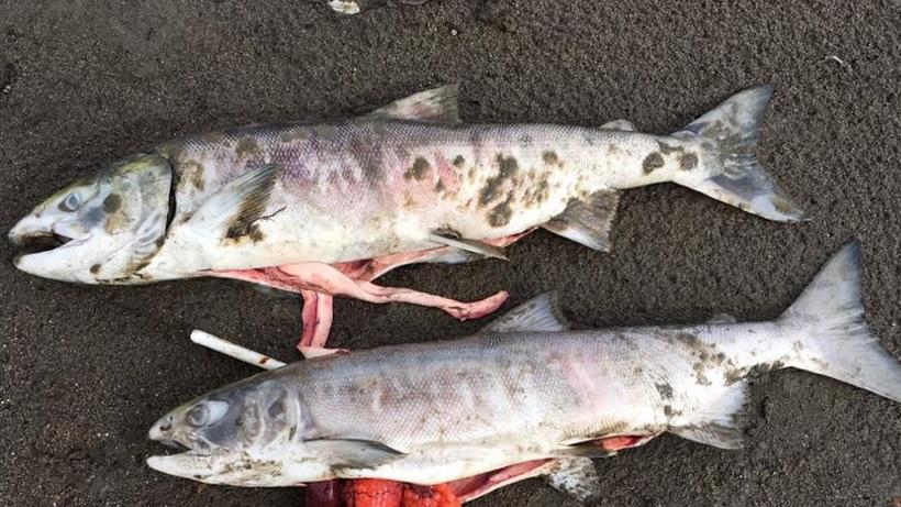 Salmone in sofferenza per il Caldo