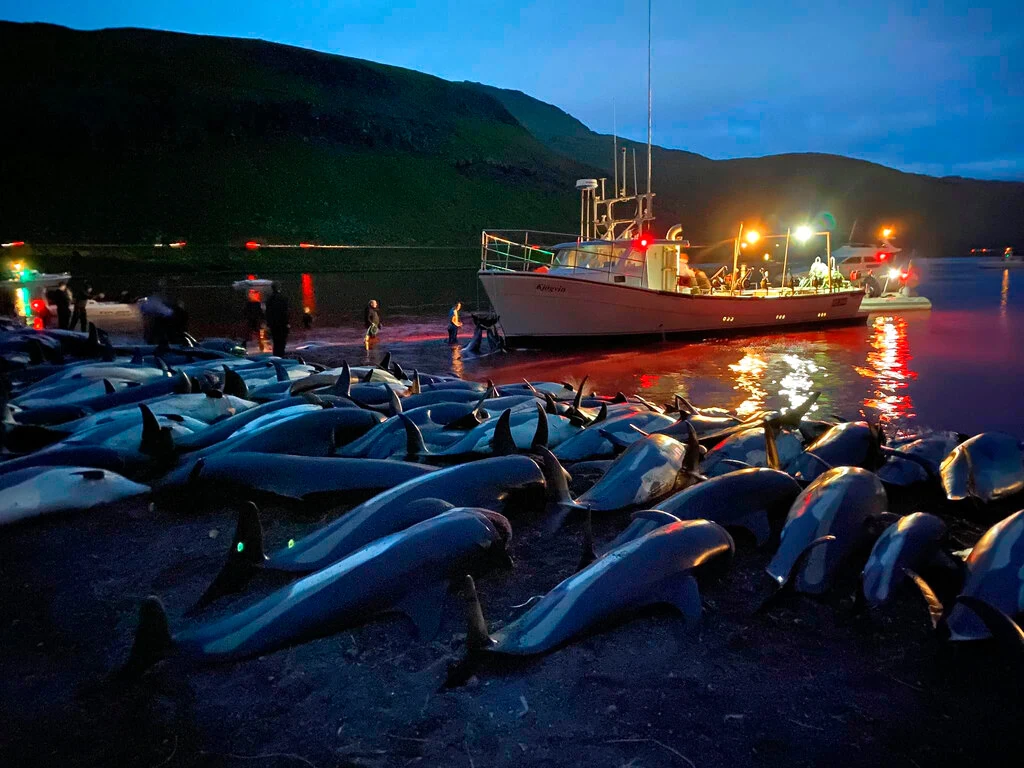 Foto Sea Shepherd Conservation Society - Domenica 12 Settembre 2021