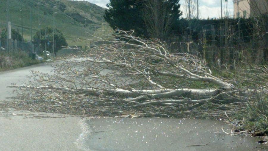 Albero Caduto a Catanzaro 7 Aprile 2022