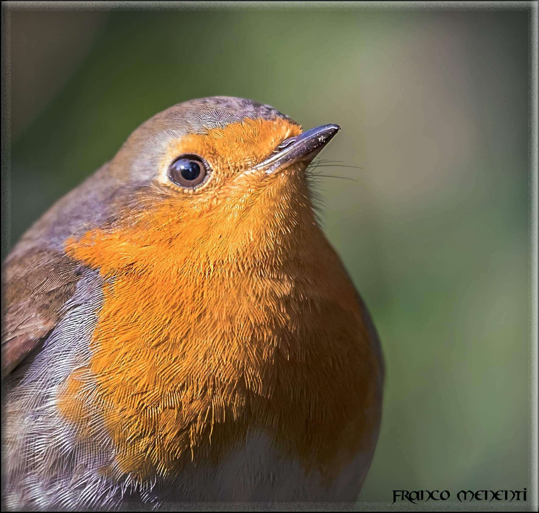 Il pettirosso: simbolo di amore e speranza