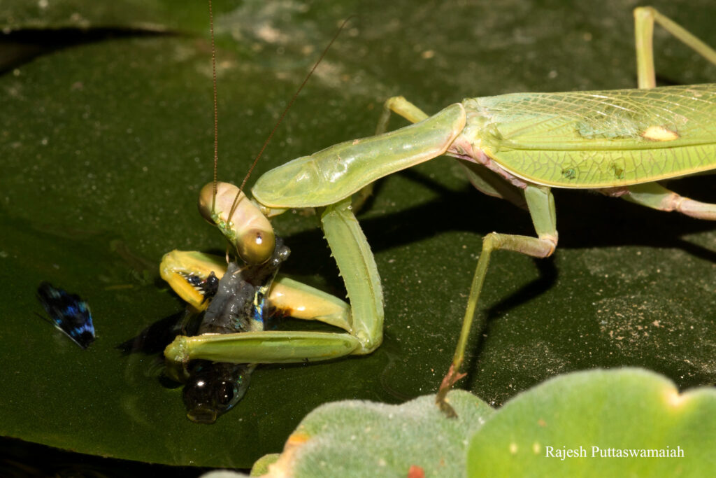 Mantide Religiosa a caccia di pesci - Foto di Rajesh Puttaswamaiah