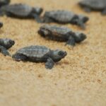 Tartaruga Caretta caretta nidifica a Marina di Pisa: scoperto un nuovo nido sul litorale pisano