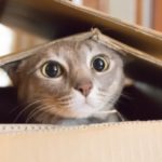 I Gatti prevedono i Terremoti?