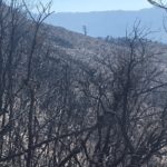 Le conseguenze degli Incendi