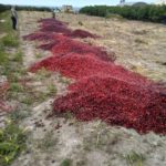 Un Maggio terribile per l’agricoltura italiana
