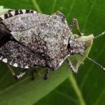 Coldiretti, è SOS Cimici nei Campi