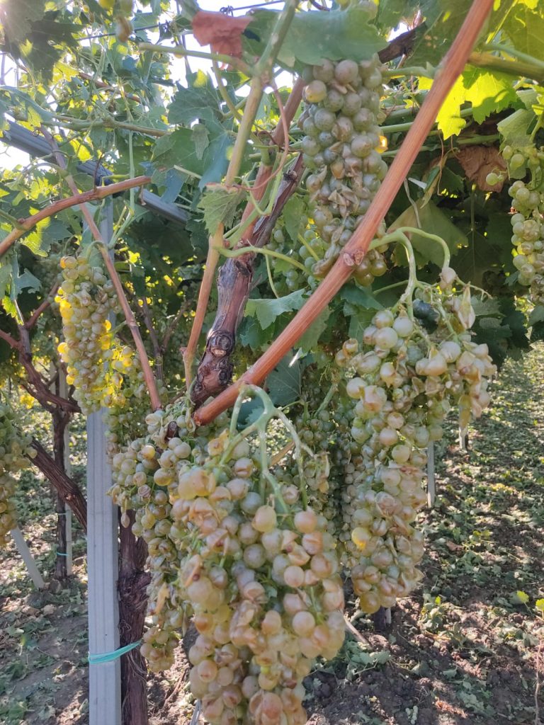 Puglia Vento Forte e Grandinate 26-27 Agosto 2021