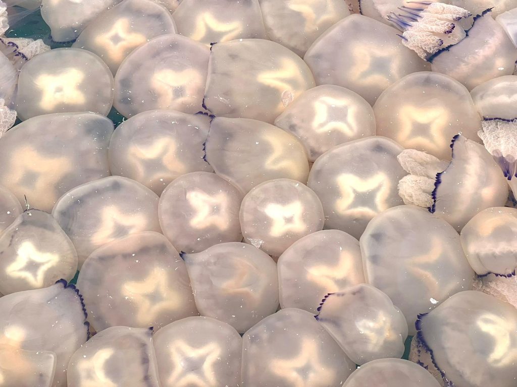 Un Mare di Meduse a Trieste