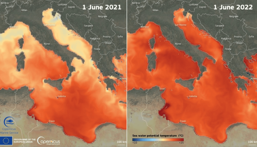 Mediterraneo verso la tropicalizzazione