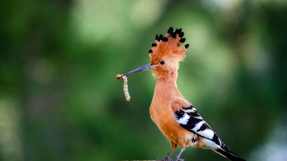 L’Upupa un uccello inconfondibile ed elegante con la su cresta